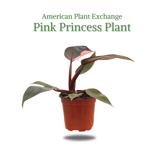 Philo Pink Princess, 4" Pot