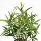 Yellow Milkweed, Asclepias tuberosa 6" Pot