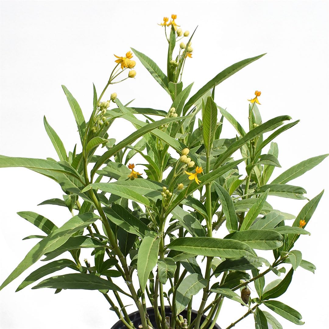 Yellow Milkweed, Asclepias tuberosa 6" Pot