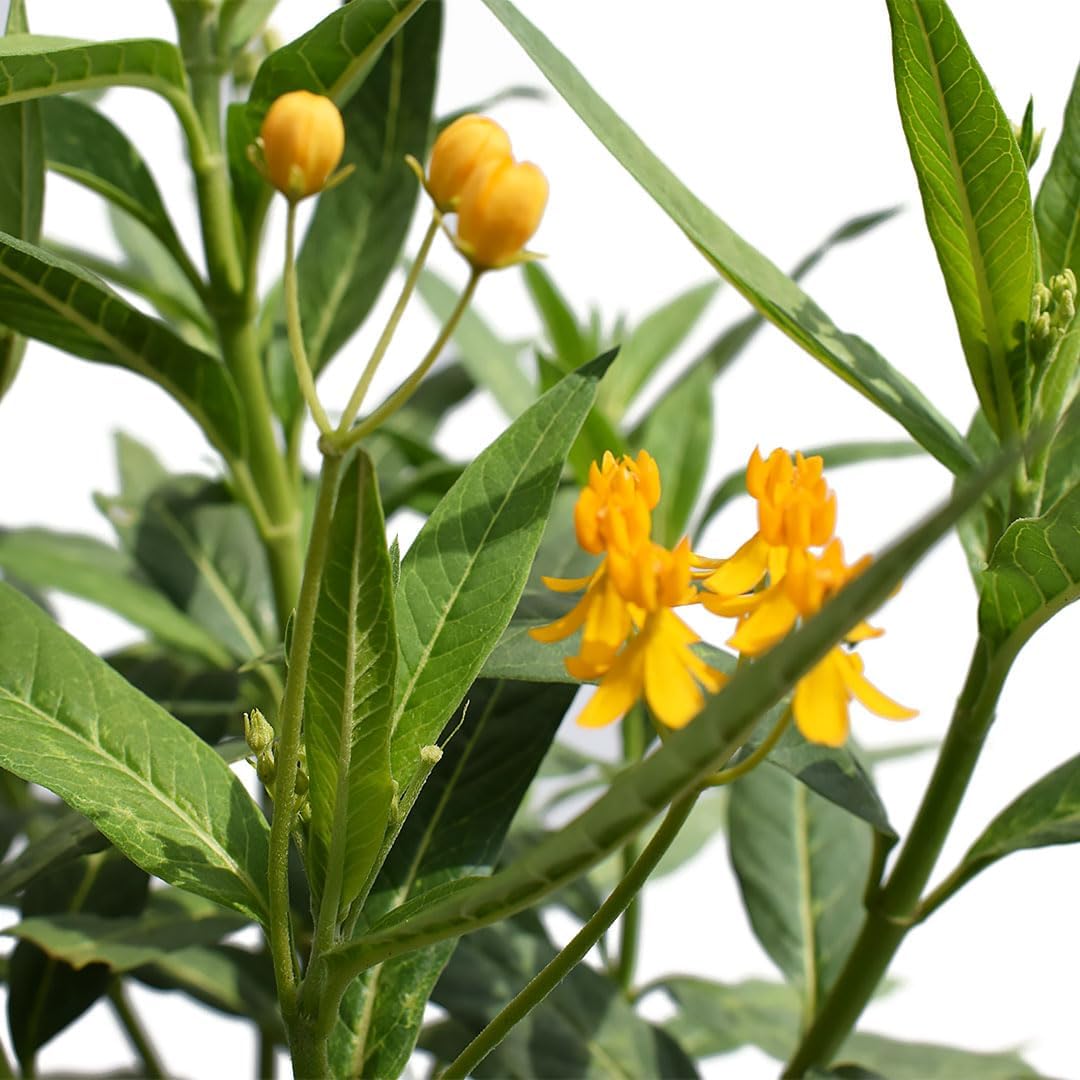 Yellow Milkweed, Asclepias tuberosa 6" Pot