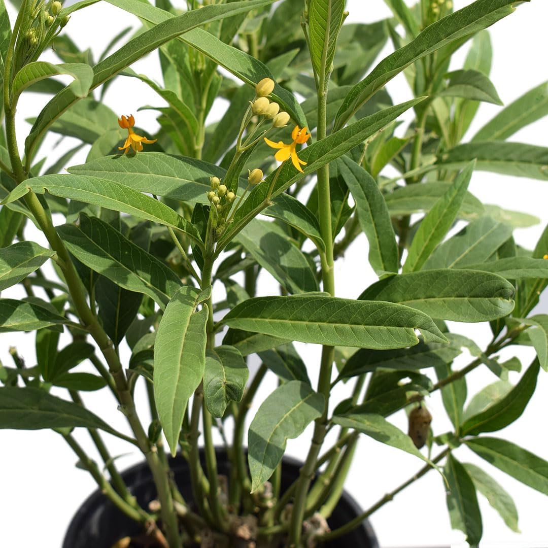 Yellow Milkweed, Asclepias tuberosa 6" Pot