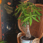 Money Tree, 10" Pot,