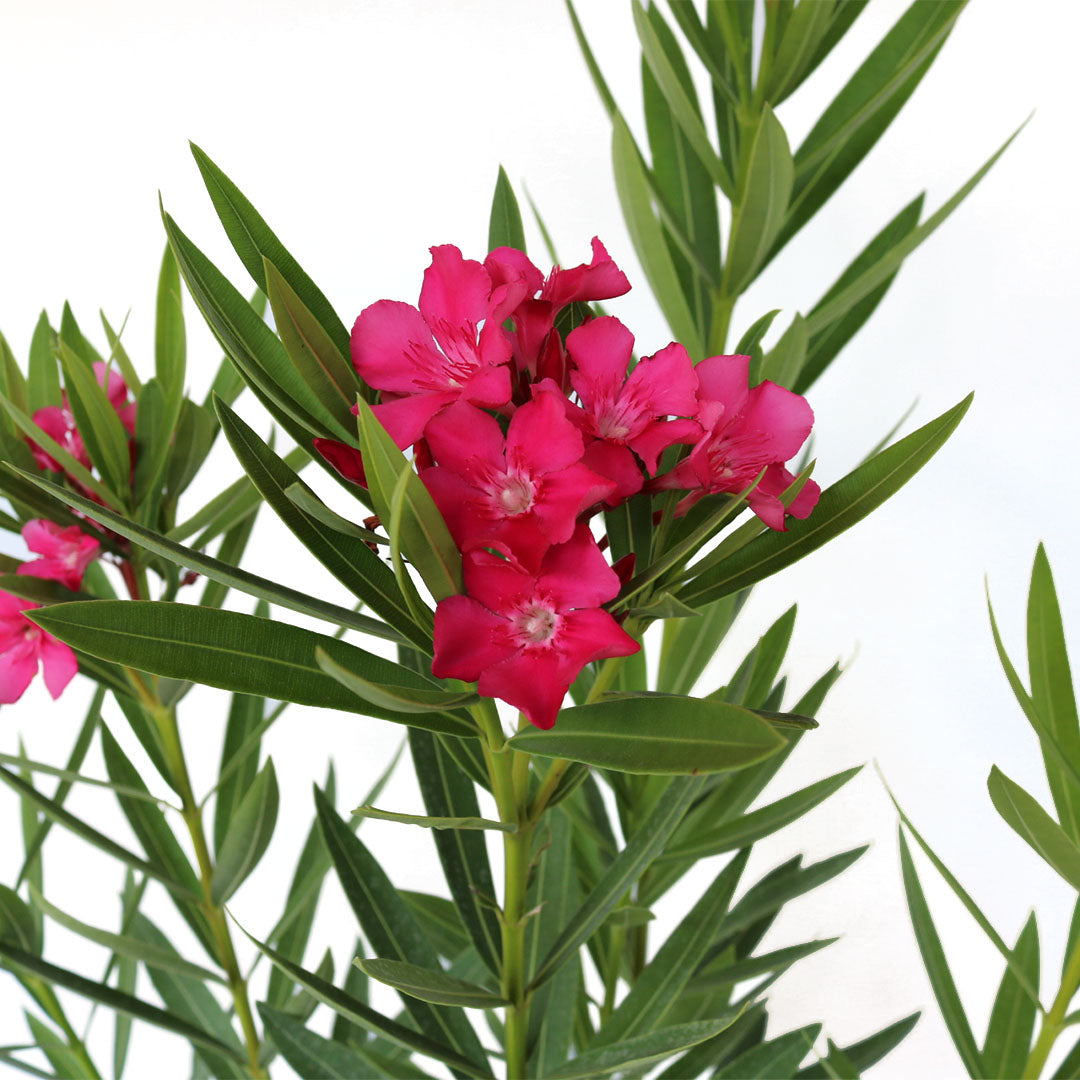 "Calypso Pink", Oleander Bush, 10" Pot