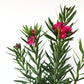 "Calypso Pink", Oleander Bush, 10" Pot