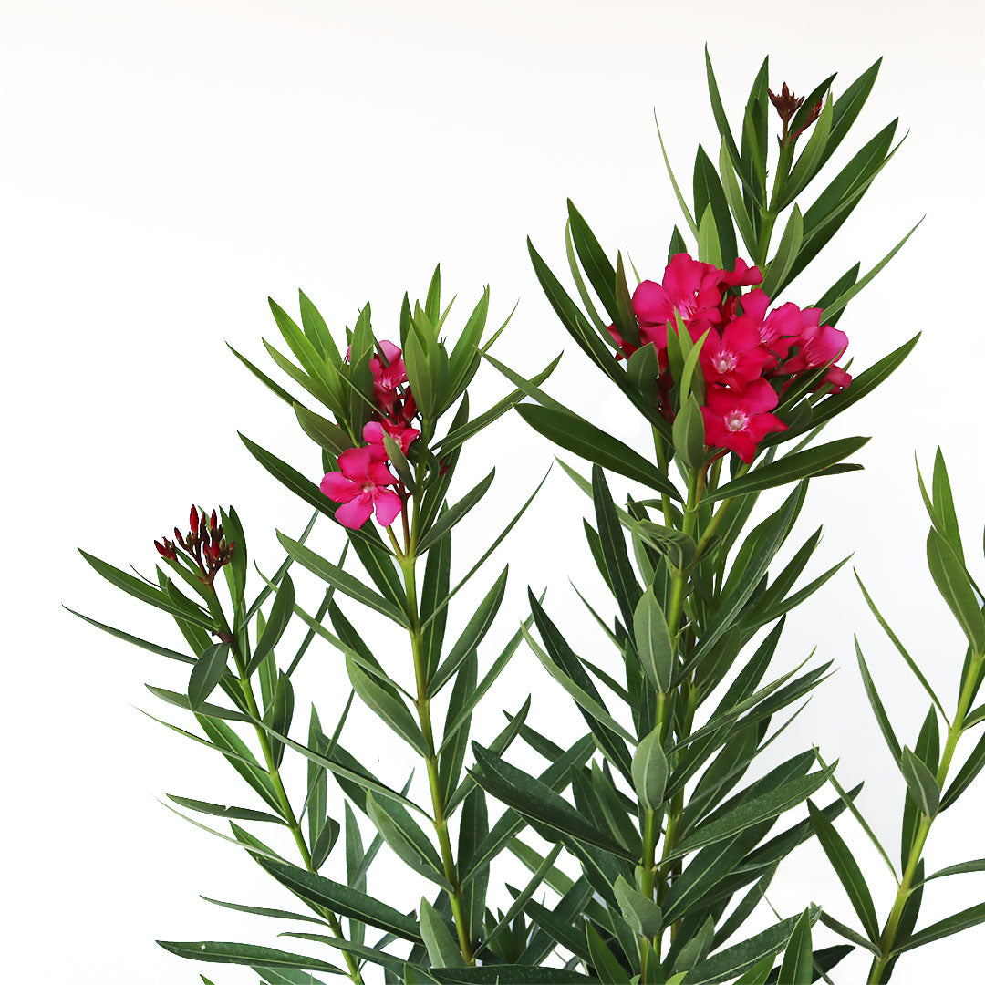 "Calypso Pink", Oleander Bush, 10" Pot