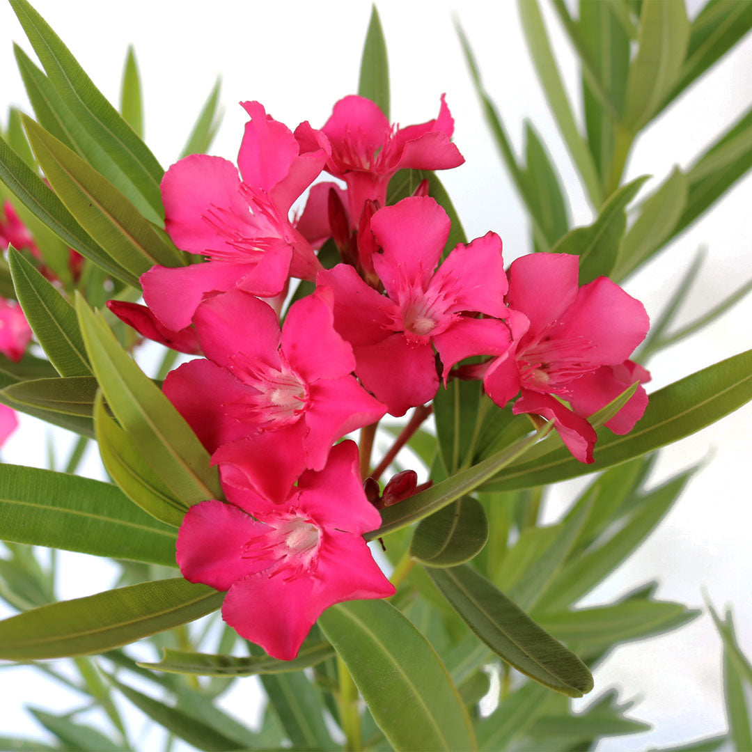 "Calypso Pink", Oleander Bush, 10" Pot