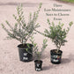 Arbequina Olive Tree, 5" Pot