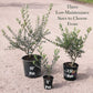 Arbequina Olive Tree, 8" Pot