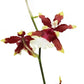 Sharry, Chocolate Scented, Orchid, Burgundy and White Flowers, 4" Pot