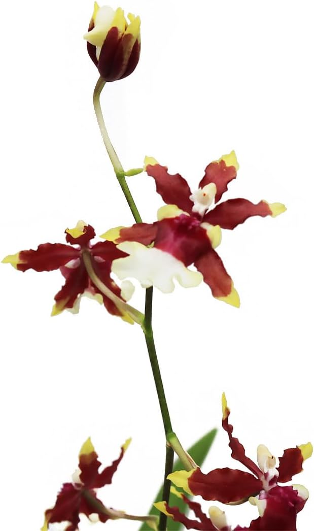 Sharry, Chocolate Scented, Orchid, Burgundy and White Flowers, 4" Pot