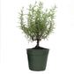 Holiday Decor Bundle, 4-Inch Pots, 3 Pack, Rosemary Tree, Mistletoe Fig & Norfolk Pine