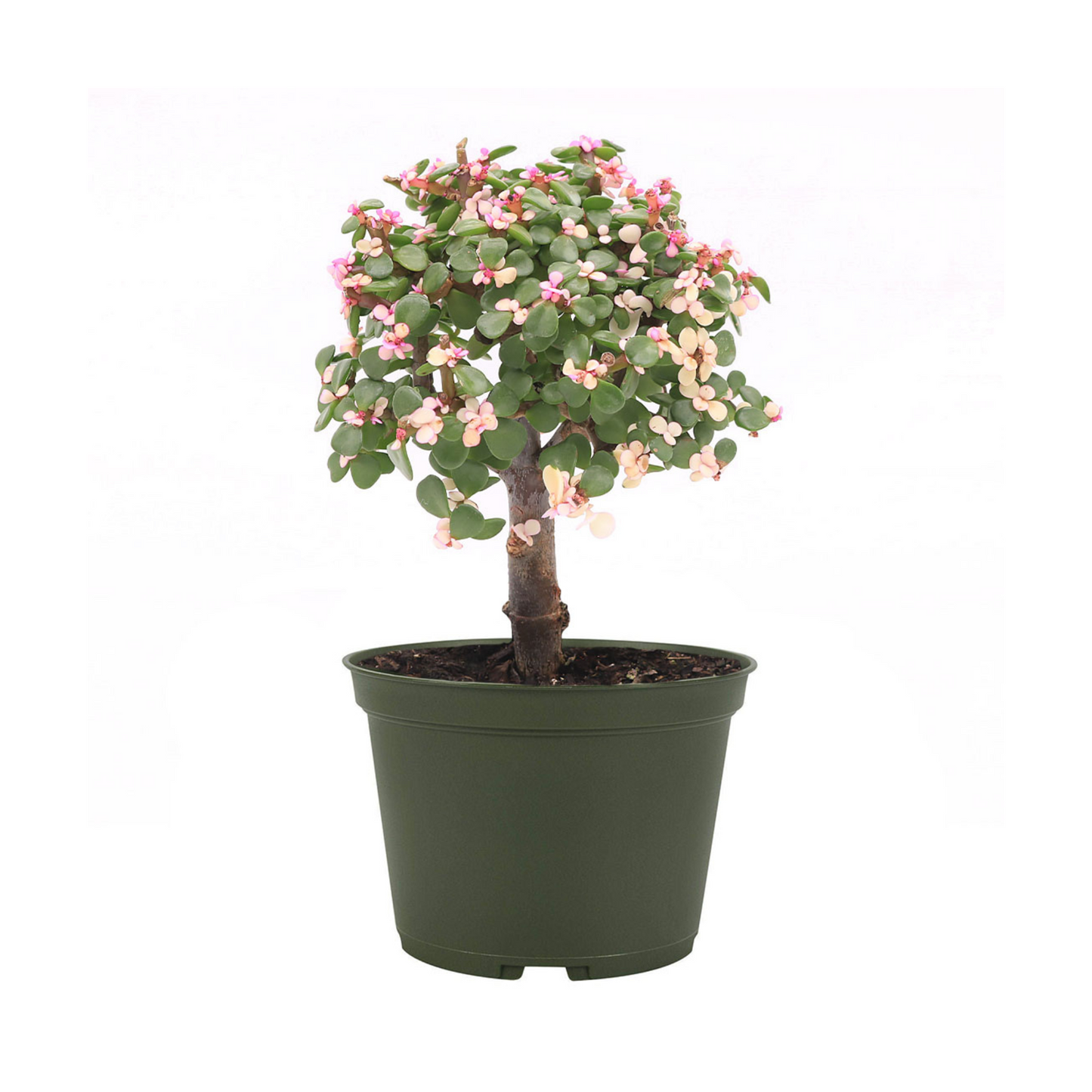 Pink Dwarf Jade Tree, Miniature Bonsai Tree, 6" Pot