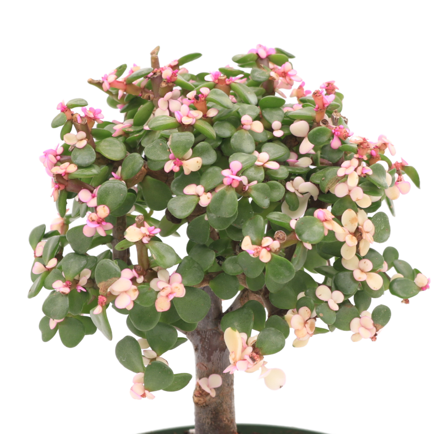 Pink Dwarf Jade Tree, Miniature Bonsai Tree, 6" Pot