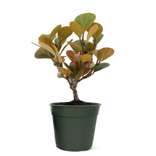 Mistletoe Fig Bonsai Tree, 4-Inch Pot