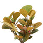 Mistletoe Fig Bonsai Tree, 4-Inch Pot