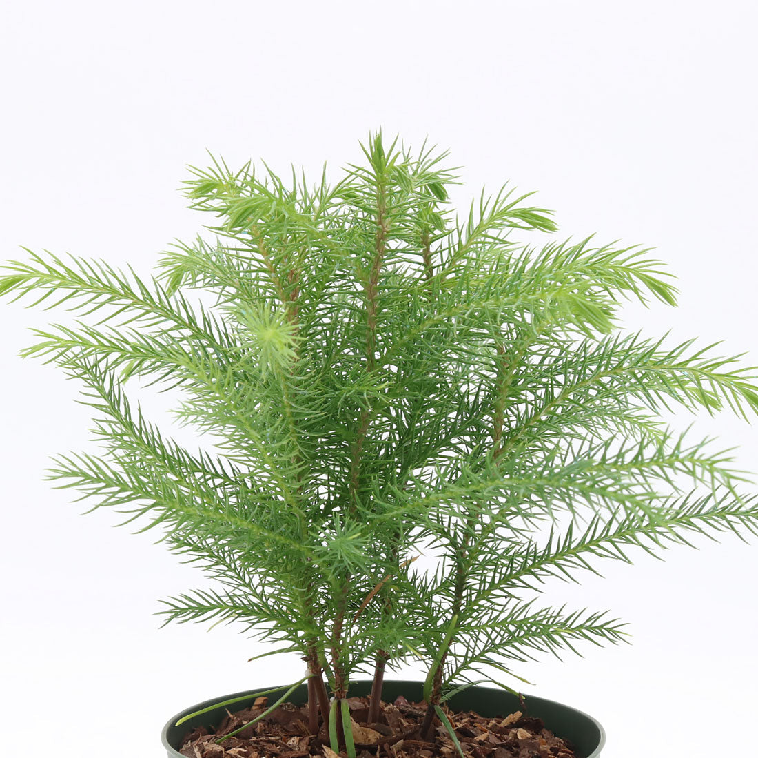 norfolk pine potted plant Norfolk Island Pine Tree, 4-Inch Pot – AmericanPlantExchange