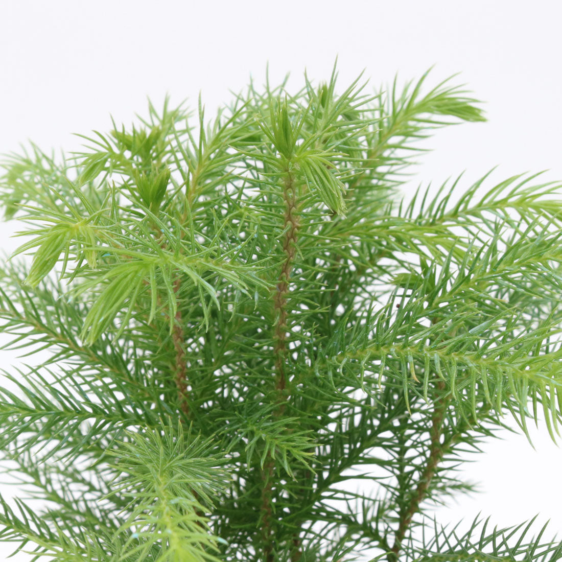 fir tree indoor plant Norfolk Island Pine Tree, 4-Inch Pot – AmericanPlantExchange
