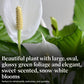 Spathiphyllum Flower Bunch Peace Lily, 3 Pack, 4" Pots