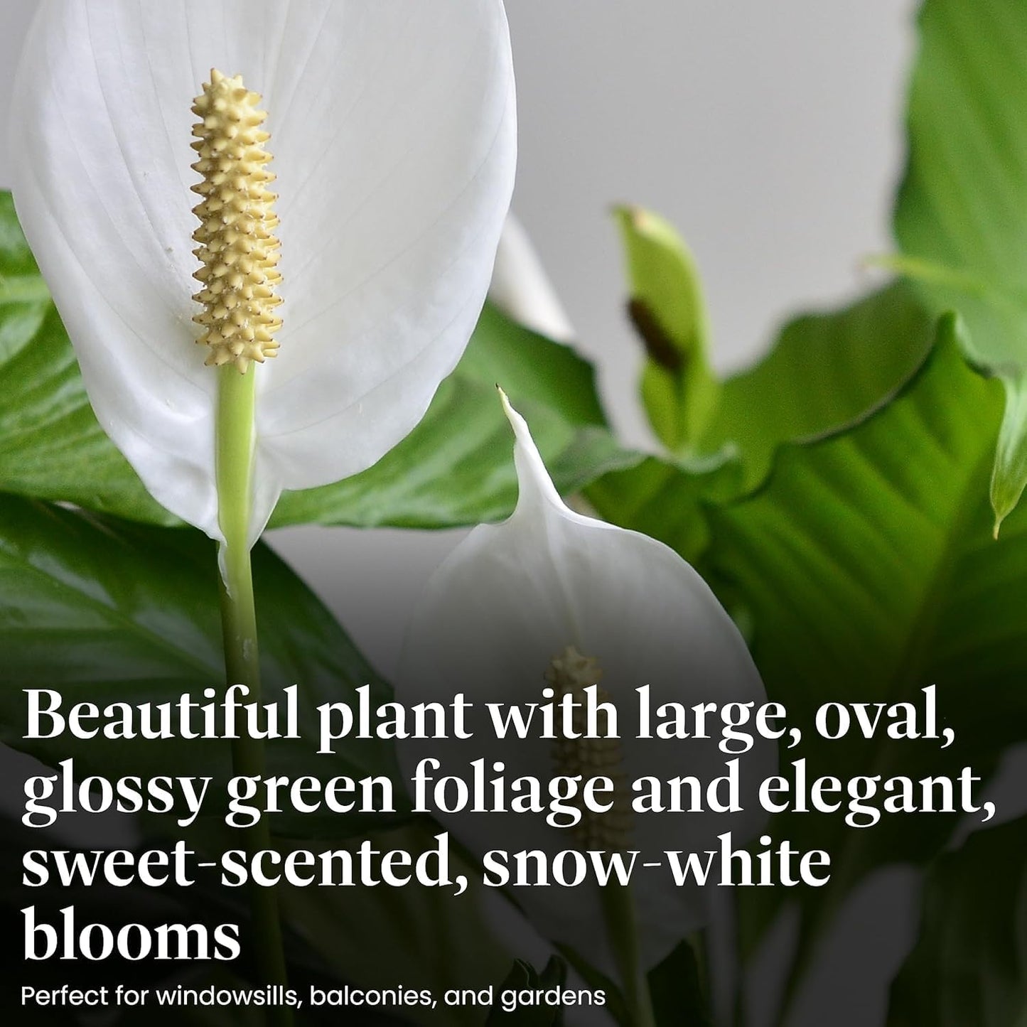 Spathiphyllum Flower Bunch Peace Lily, 3 Pack, 4" Pots, Stylish Pot Cover Included