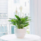 Spathiphyllum Flower Bunch Peace Lily, 4 Pack, 4" Pots, Stylish Pot Cover Included