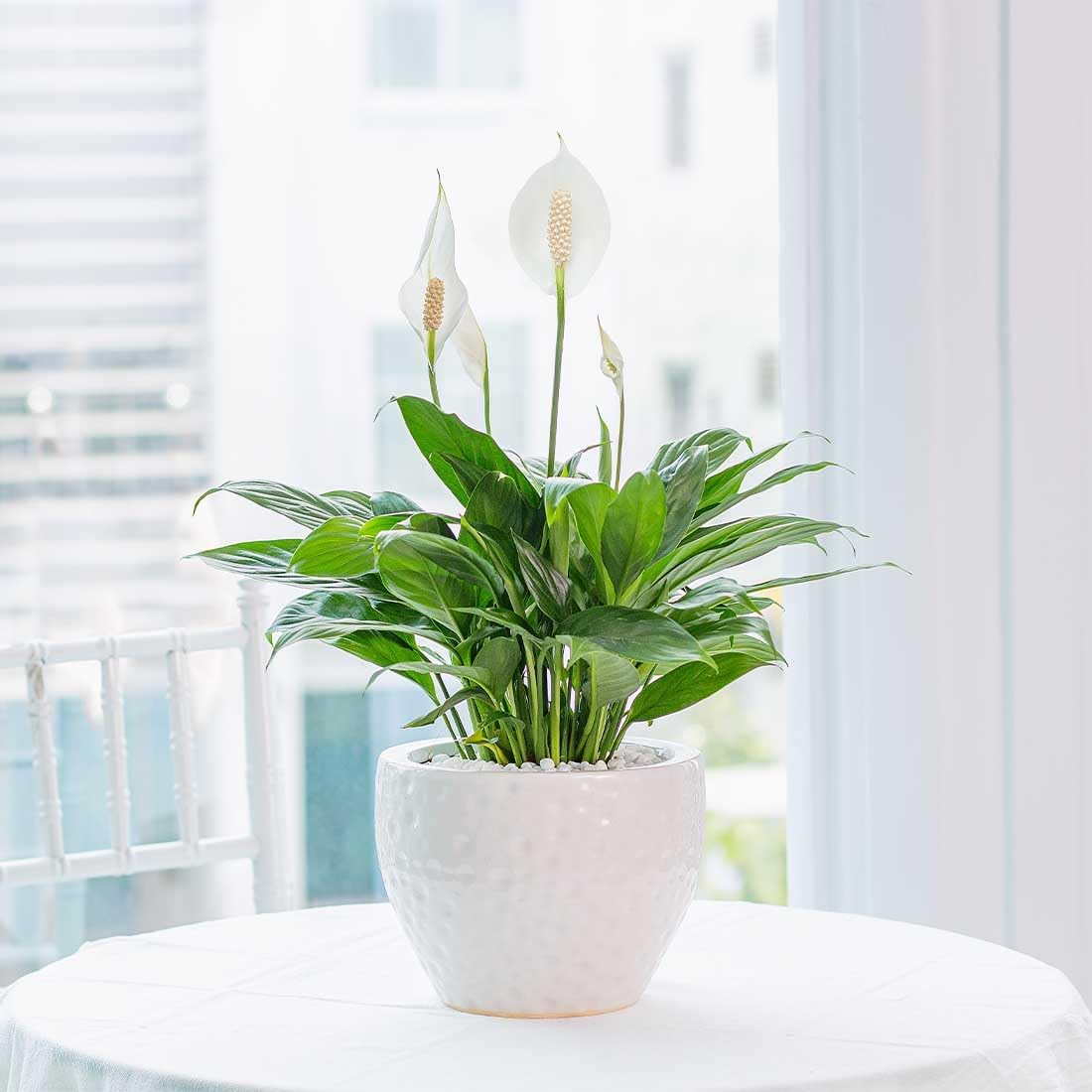 Spathiphyllum Flower Bunch Peace Lily, 4 Pack, 4" Pots, Stylish Pot Cover Included