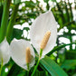 Spathiphyllum Flower Bunch Peace Lily, 2 Pack, 4" Pots