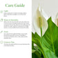 Spathiphyllum Flower Bunch Peace Lily, 4 Pack, 4" Pots, Stylish Pot Cover Included