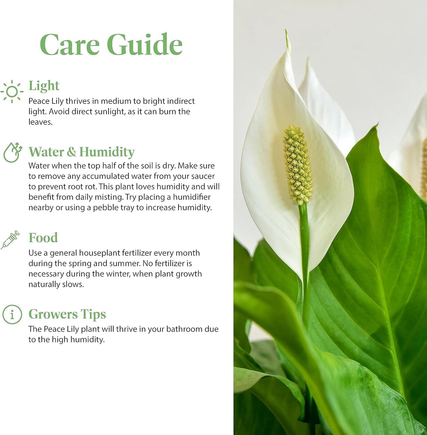 Spathiphyllum Flower Bunch Peace Lily, 4 Pack, 4" Pots, Stylish Pot Cover Included