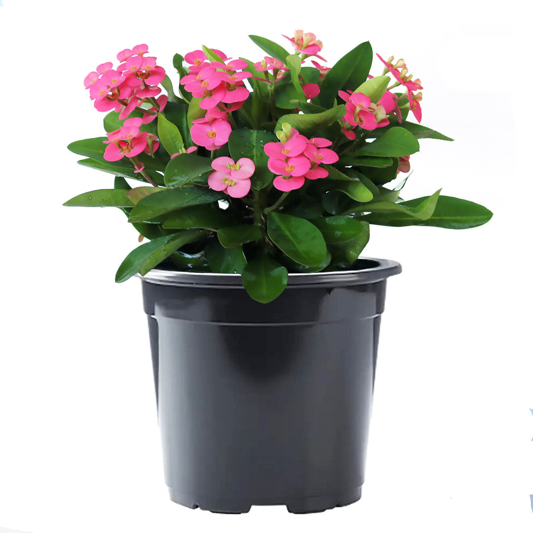 Crown of Thorns Sonoma, Pink Flowers Year Round, 6-Inch Pot