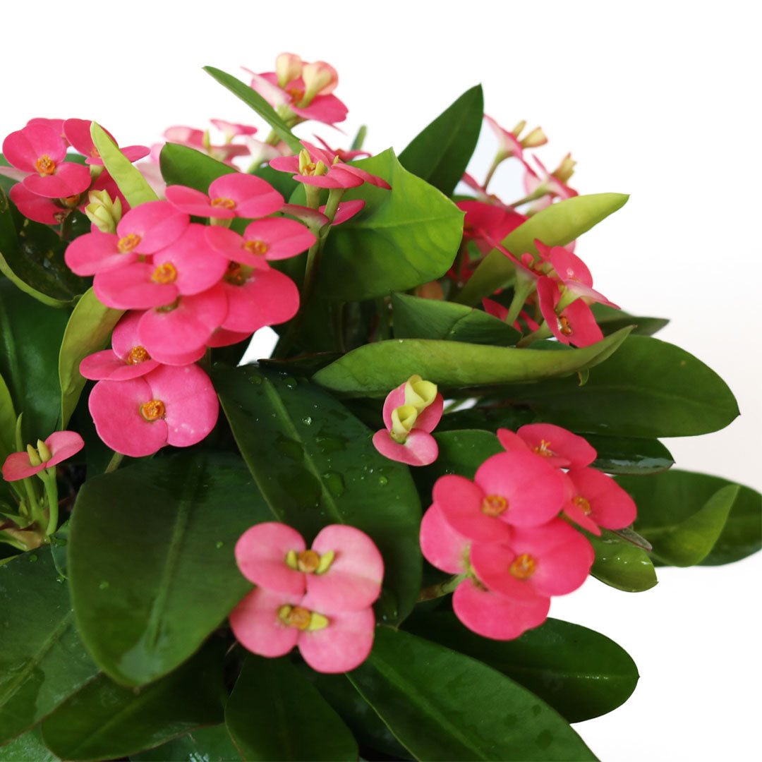 Crown of Thorns Sonoma, Pink Flowers Year Round, 6-Inch Pot