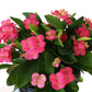 Crown of Thorns Sonoma, Pink Flowers Year Round, 6-Inch Pot