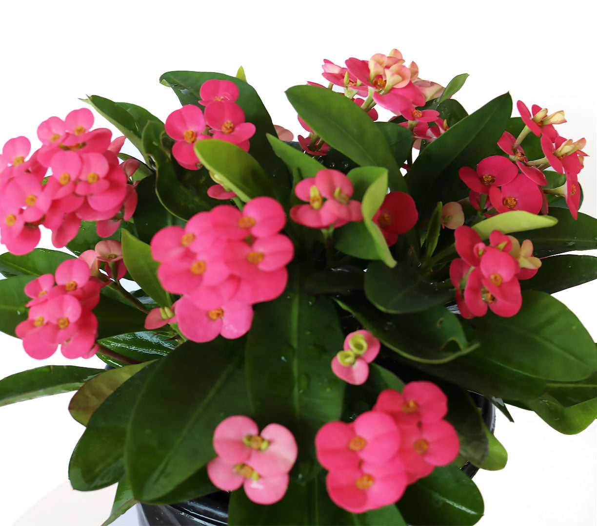 Crown of Thorns Sonoma, Pink Flowers Year Round, 6-Inch Pot