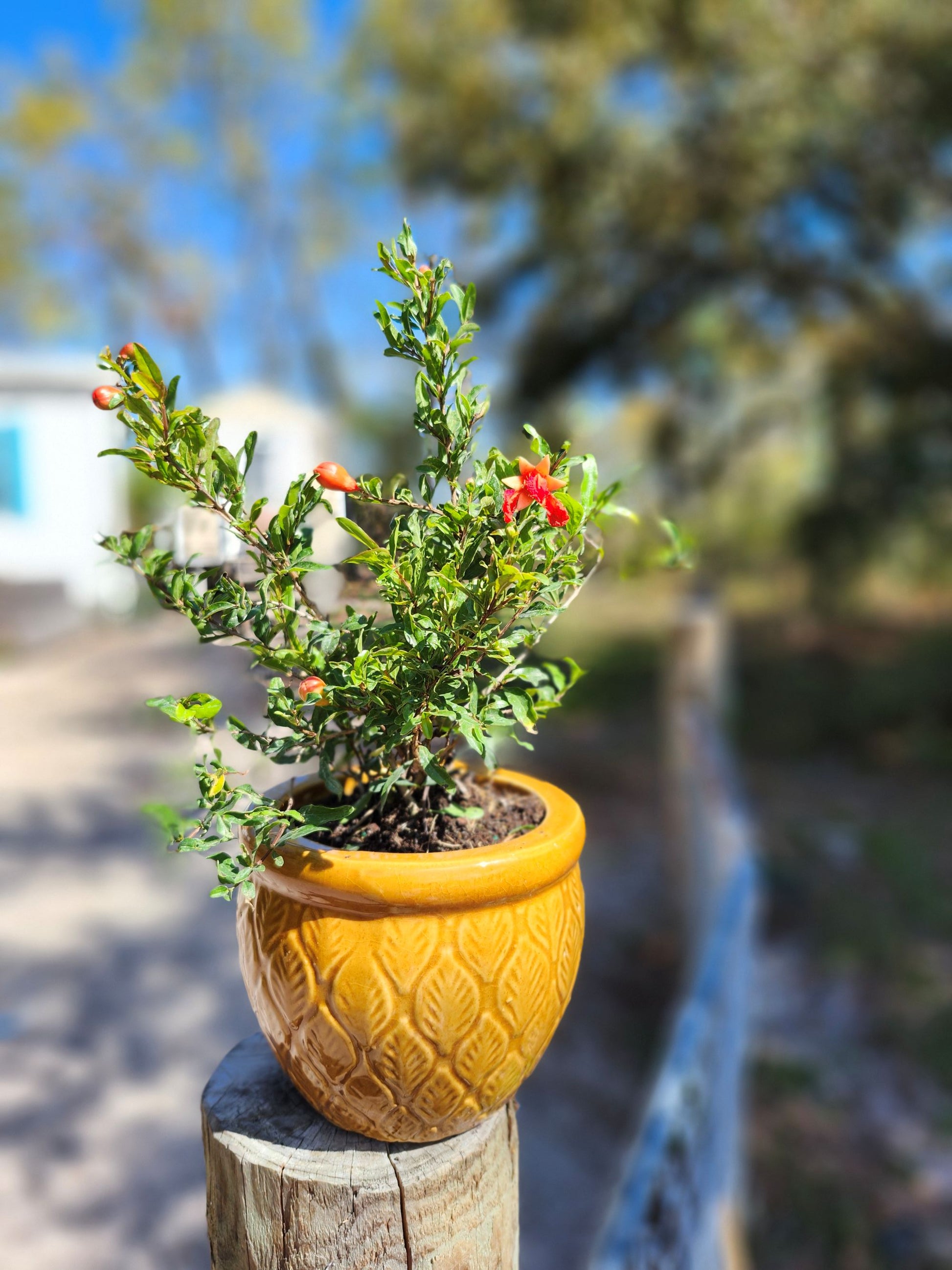 pomegranate house plant Buy Fruit Producing Dwarf Pomegranate Bush