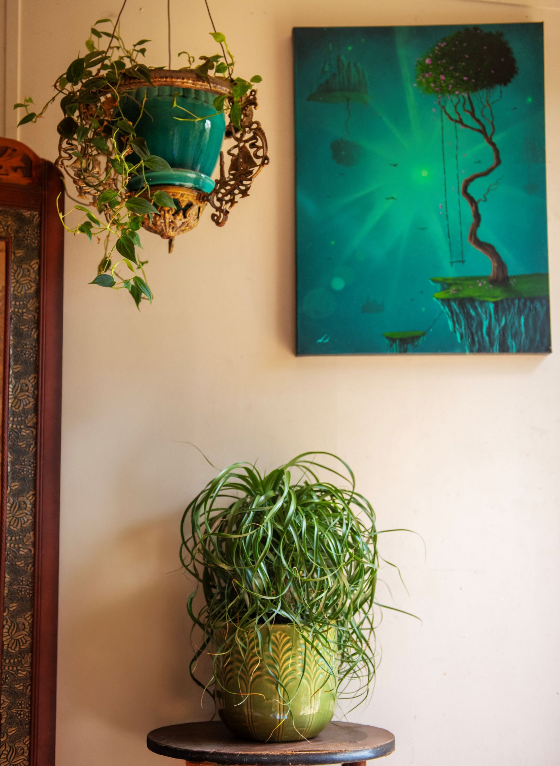ponytail palm plants for sale Buy a Ponytail Palm Single Trunk Live Plant