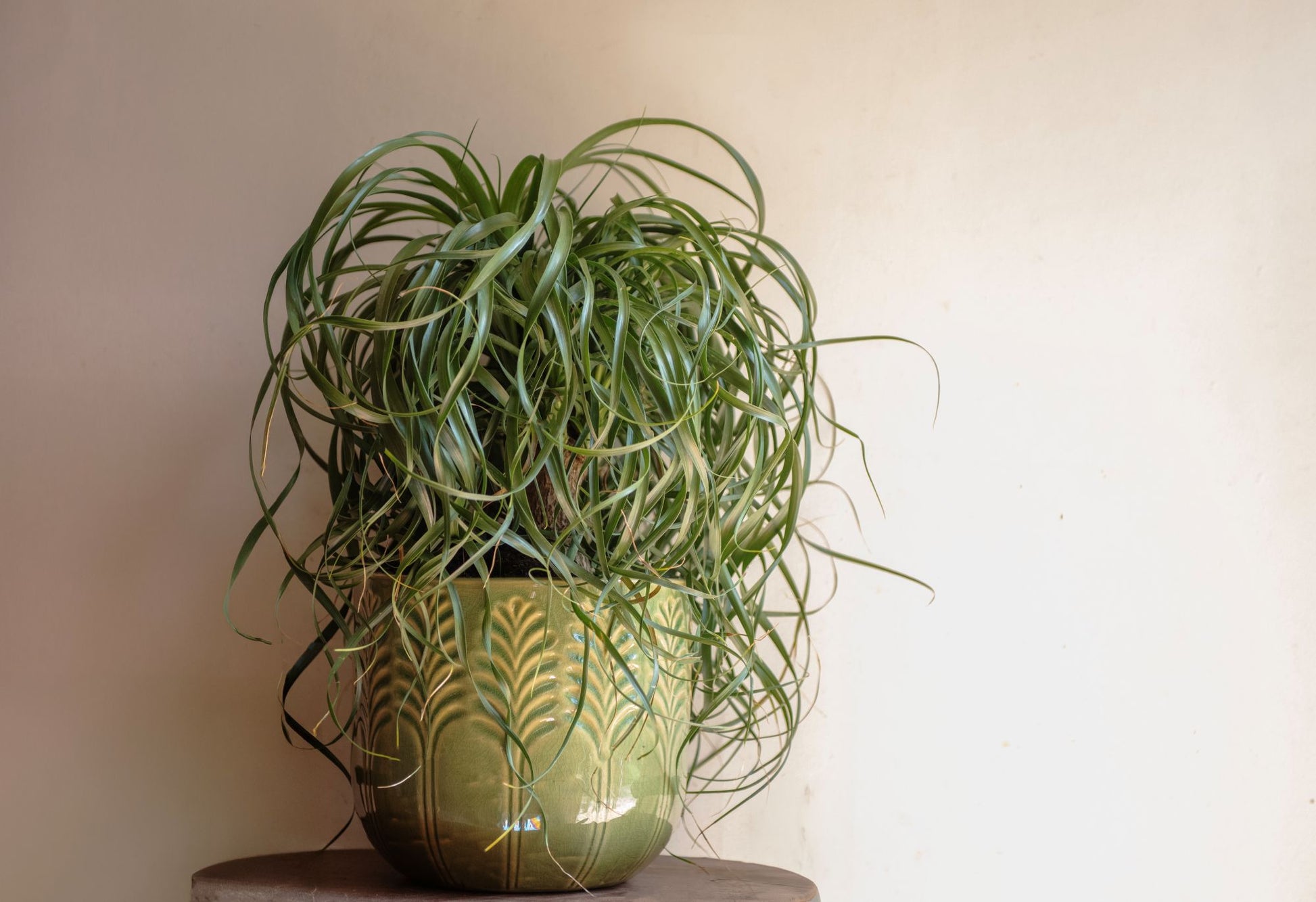 where to buy ponytail palm plant Buy a Ponytail Palm Single Trunk Live Plant