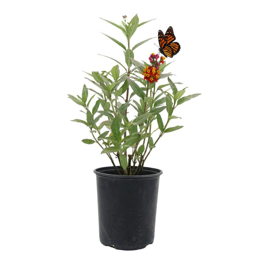 Red Milkweed, 6" Pot