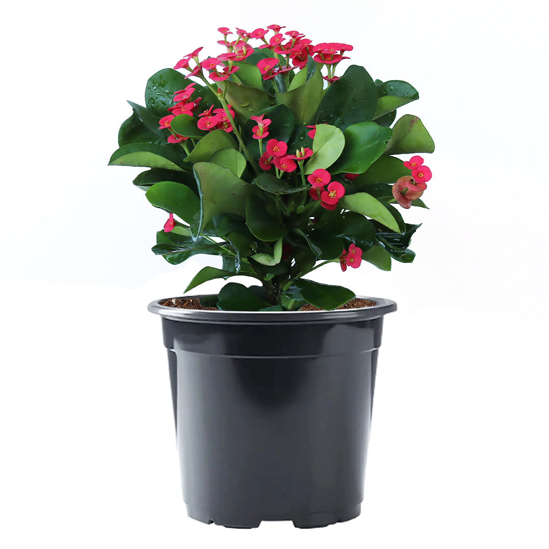 Crown of Thorns Sonoma, Red Flowers Year Round, 6-Inch Pot