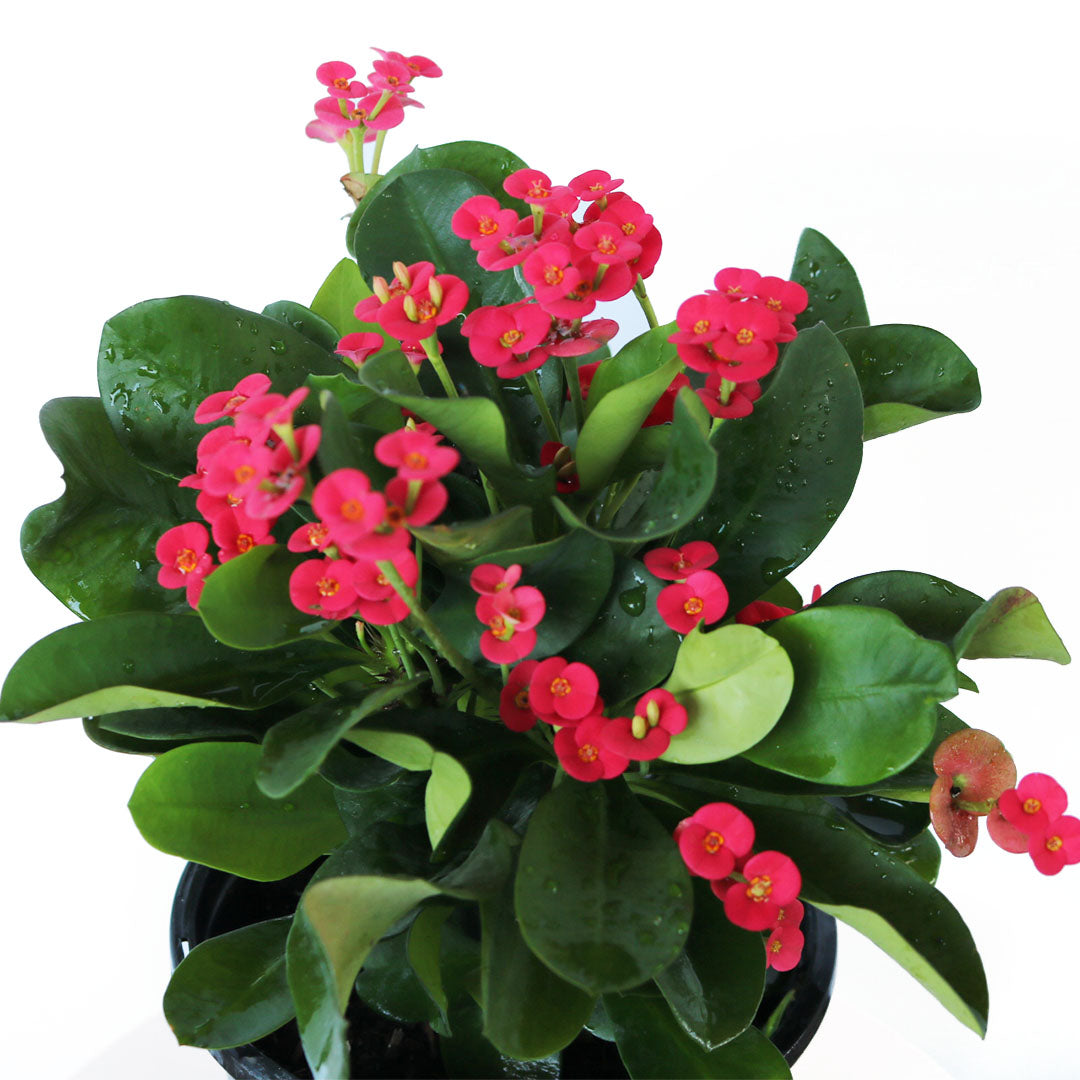 Crown of Thorns Sonoma, Red Flowers Year Round, 6-Inch Pot