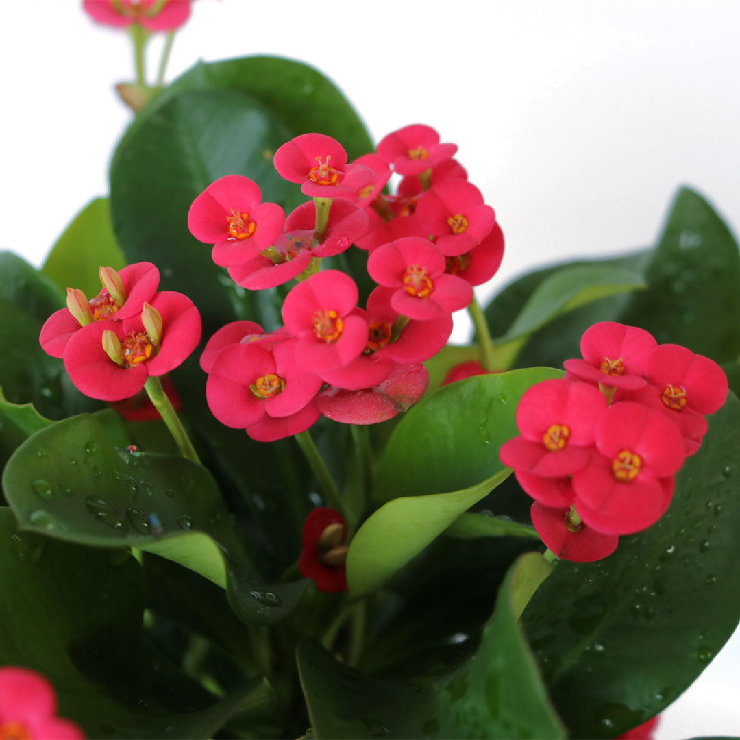 Crown of Thorns Sonoma, Red Flowers Year Round, 6-Inch Pot