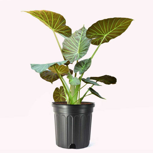 Alocasia Regal Shield, 8" Pot