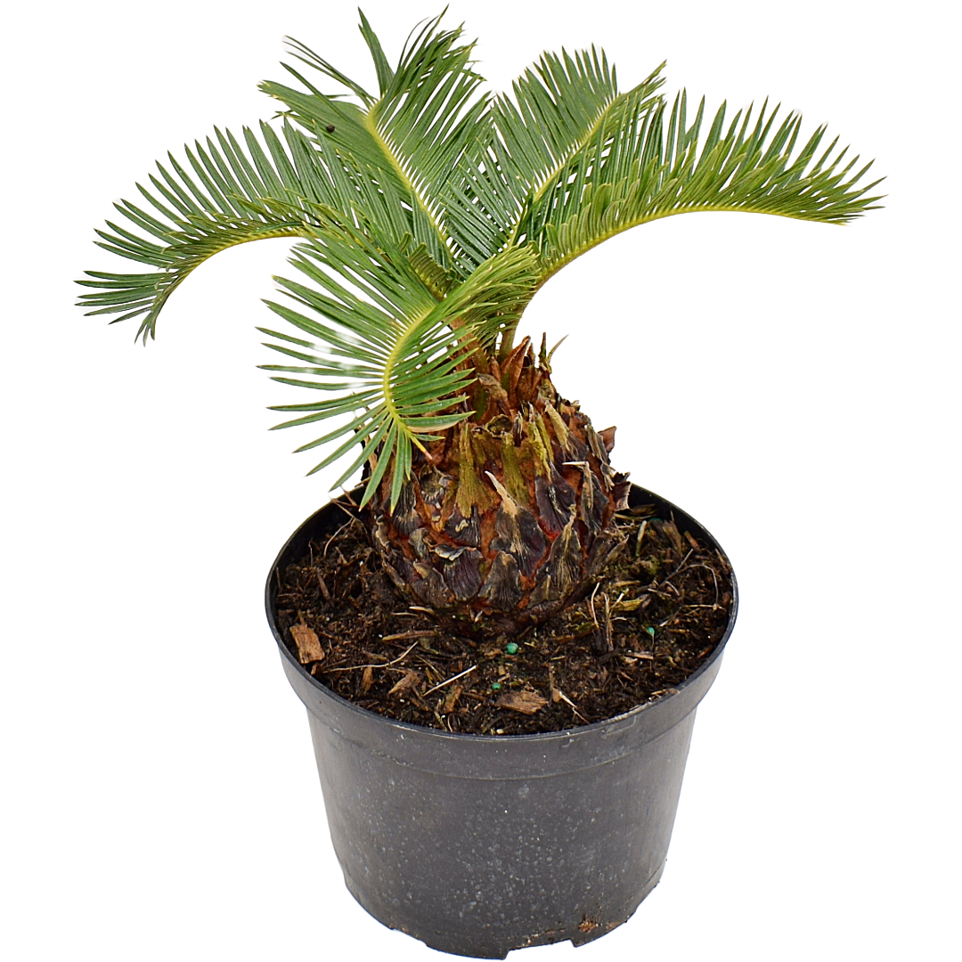 King Sago Palm Tree, 6" Pot