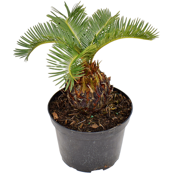 sago palm bonsai tree Buy a King Sago Palm Tree Live Plant