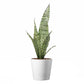 Sansevieria Trifasciata Snake Plant Laurentii, 4" Pot, Includes Stylish Pot Cover