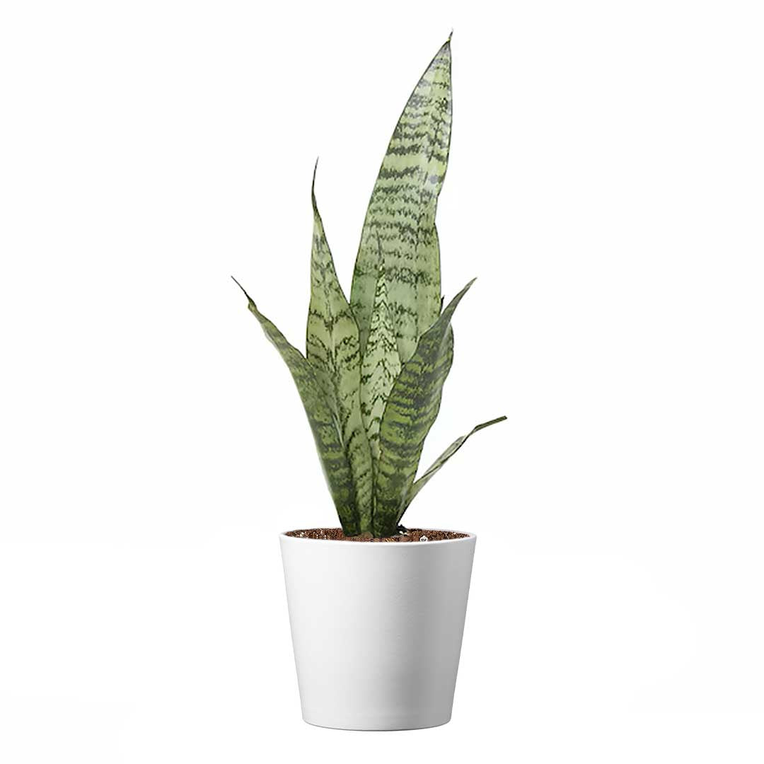 Sansevieria Trifasciata Snake Plant Laurentii, 4" Pot, Includes Stylish Pot Cover