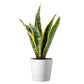 Sansevieria Trifasciata Snake Plant Laurentii, 4" Pot, Includes Stylish Pot Cover