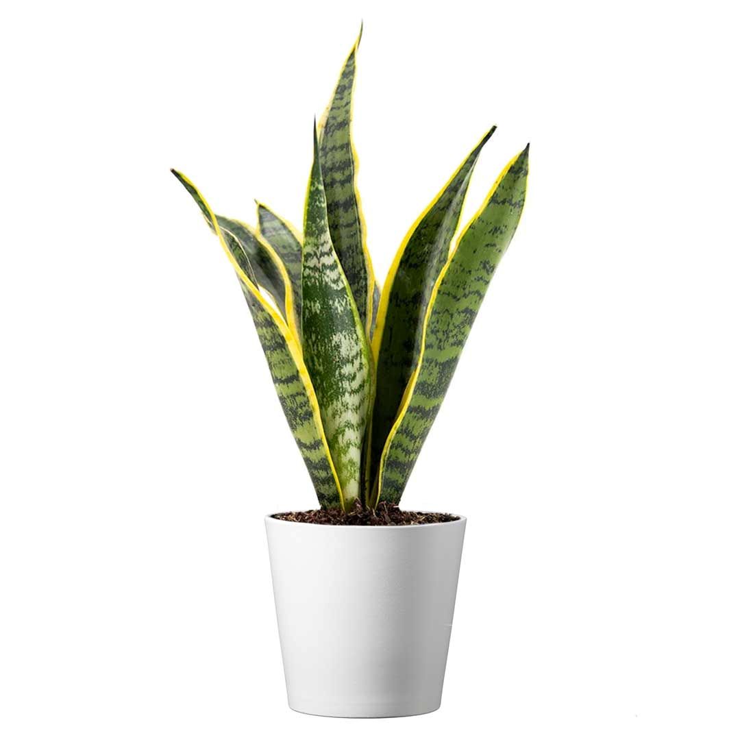 Sansevieria Trifasciata Snake Plant Laurentii, 4" Pot, Includes Stylish Pot Cover