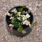 Jasmine Snow-N-Summer, 6" Pot