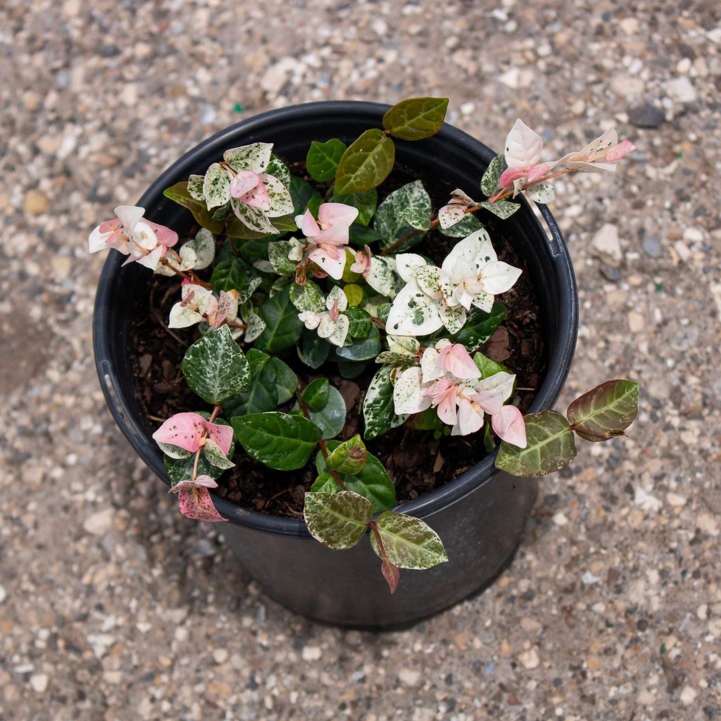 Jasmine Snow-N-Summer, 6" Pot