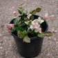 Jasmine Snow-N-Summer, 6" Pot