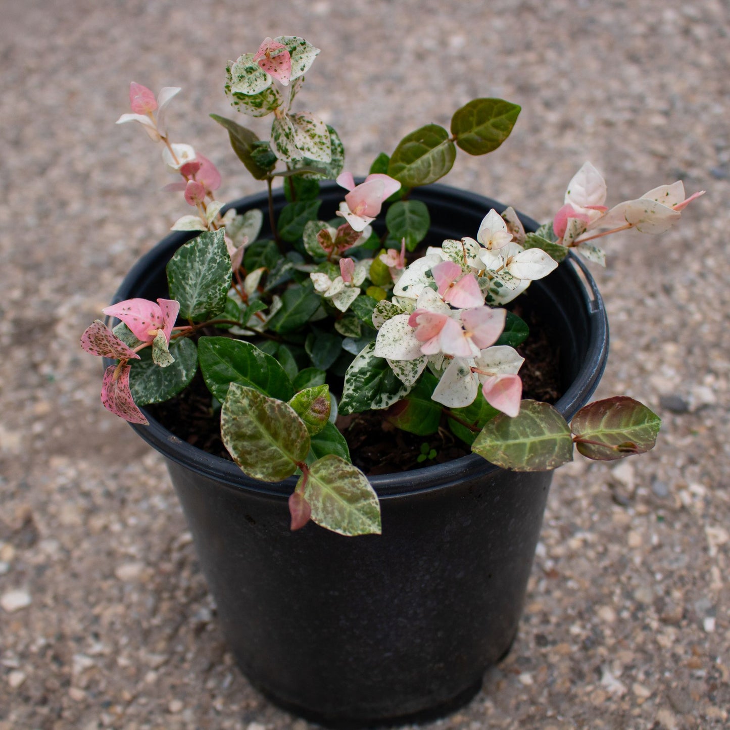 Jasmine Snow-N-Summer, 6" Pot